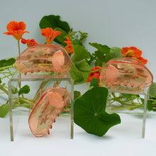Load image into Gallery viewer, California Poppy Wildflower Hair Claw in Clear Acetate